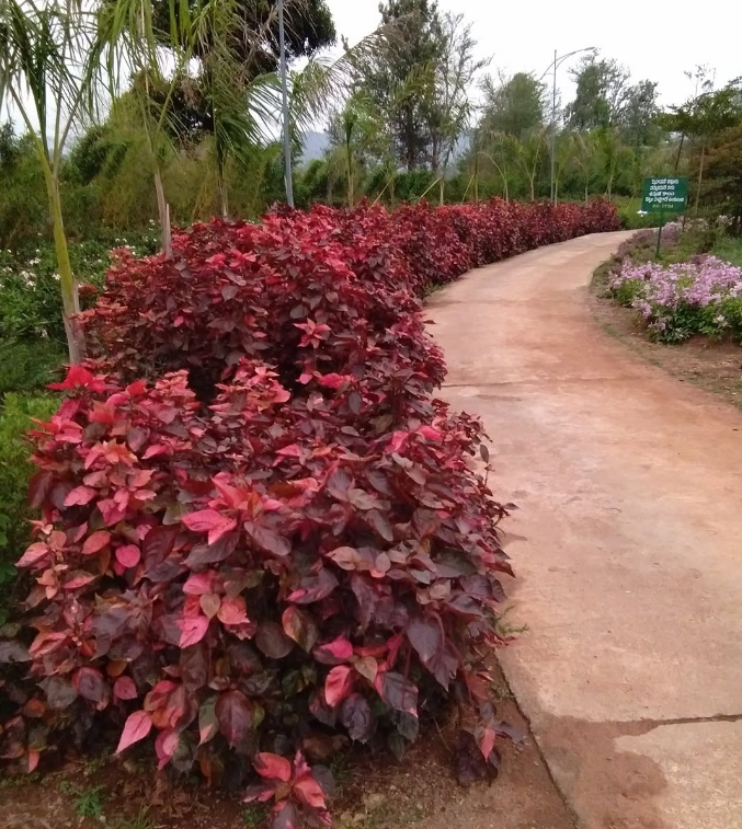 Araku Botanical Garden