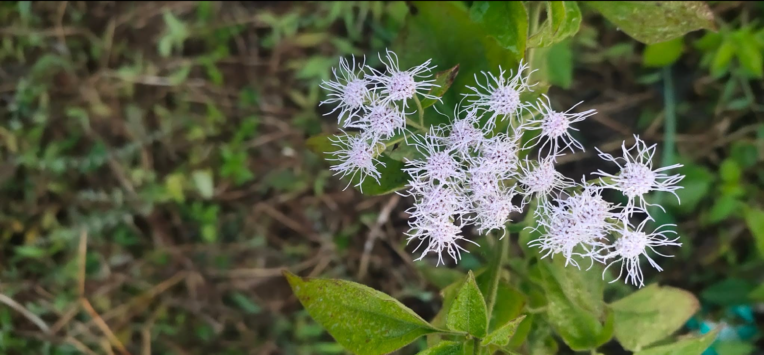 Billygoat Weed