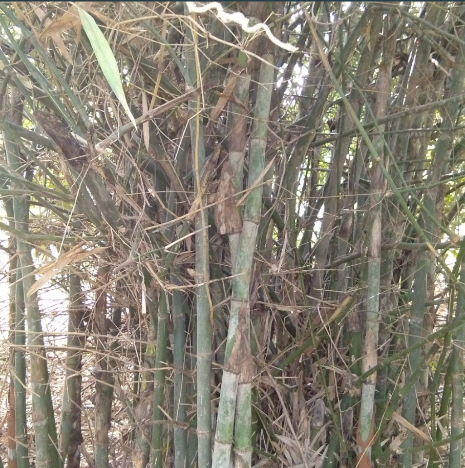 Bamboo Tree