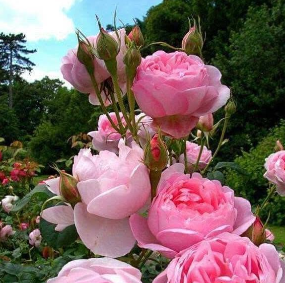Roses in Bloom