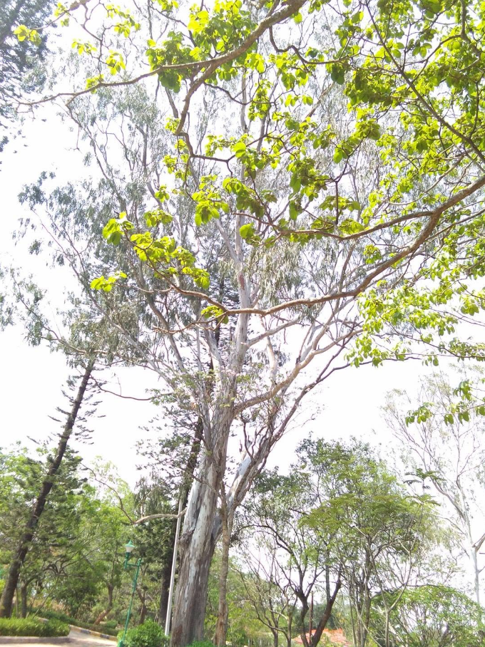 Eucalyptus (gum tree)