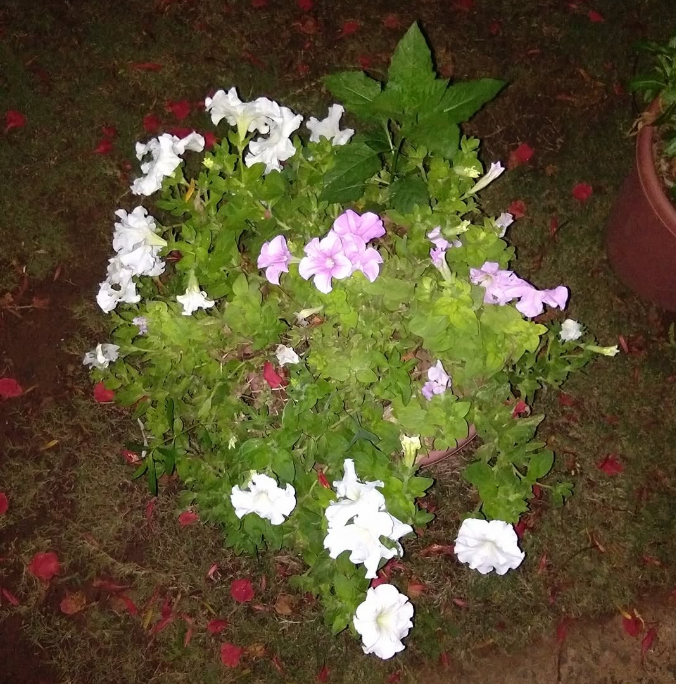 Petunias in Bloom
