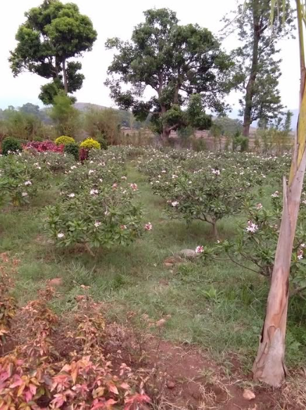 Rose Garden